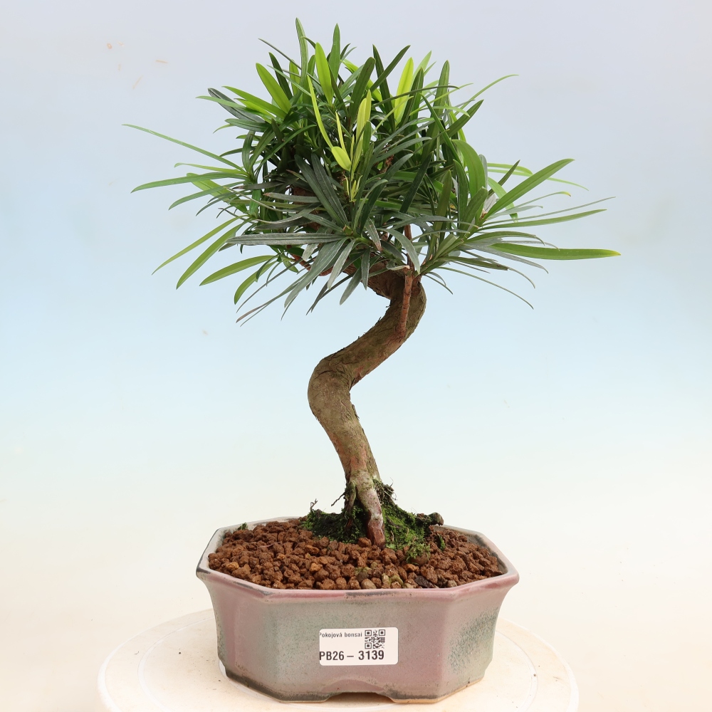 Szobai bonsai - Podocarpus - Kőtiszafa
