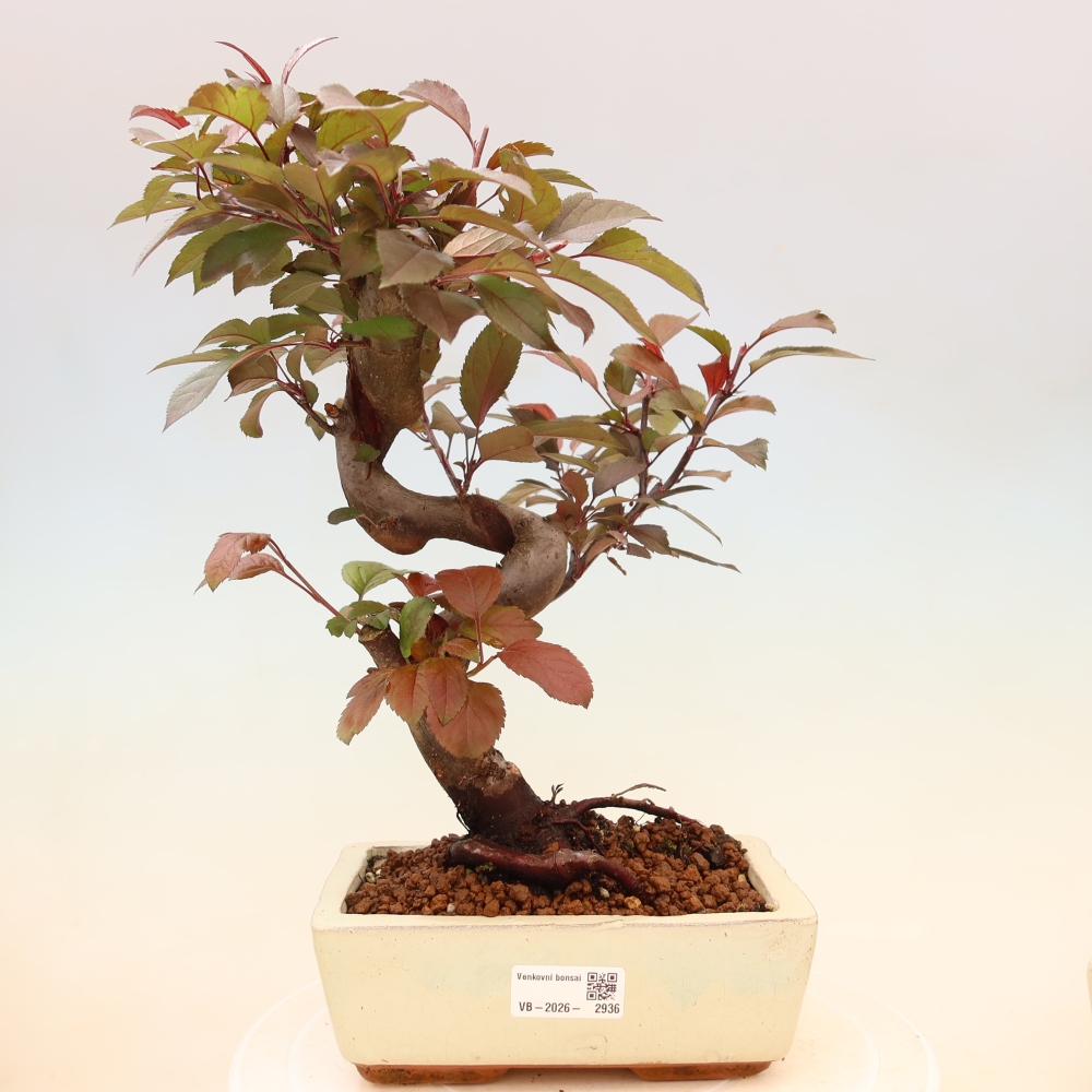 Kültéri bonsai -Malus domestica - Kis gyümölcsű piros levelű almafa