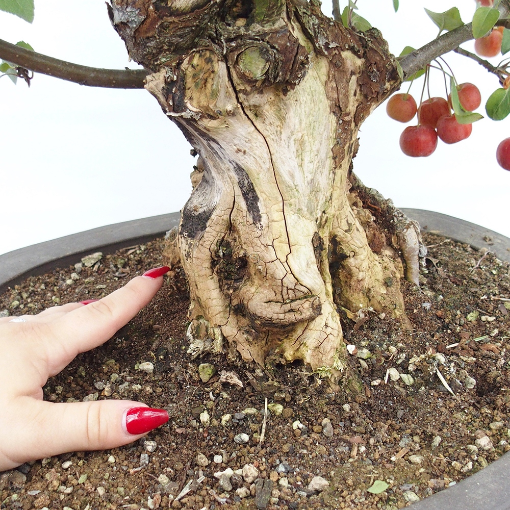 Kültéri bonsai -Malus halliana - Kis gyümölcsű almafa