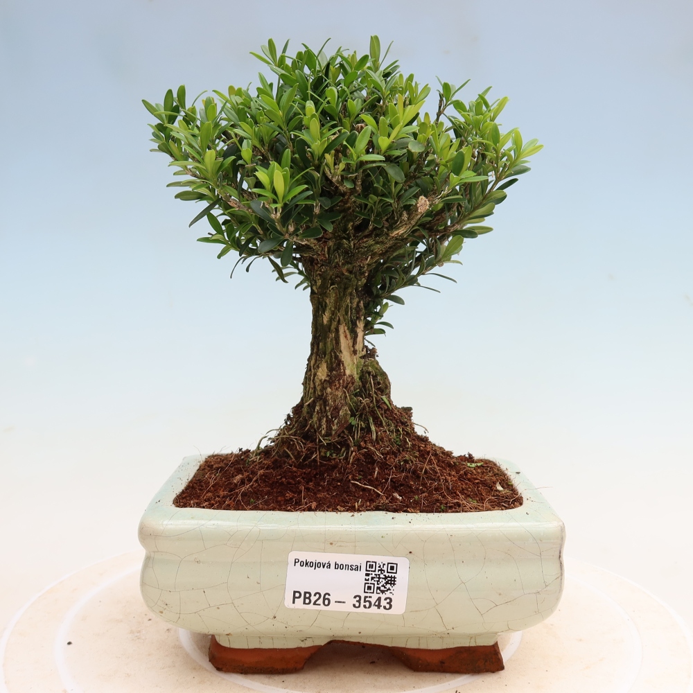 Szobai bonsai - Buxus harlandii - parafa buxus