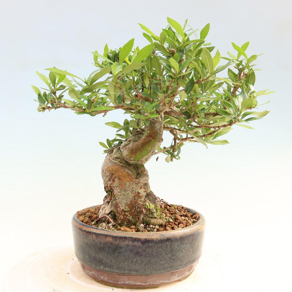 Szobai bonsai - Gardenia jasminoides-Gardenia