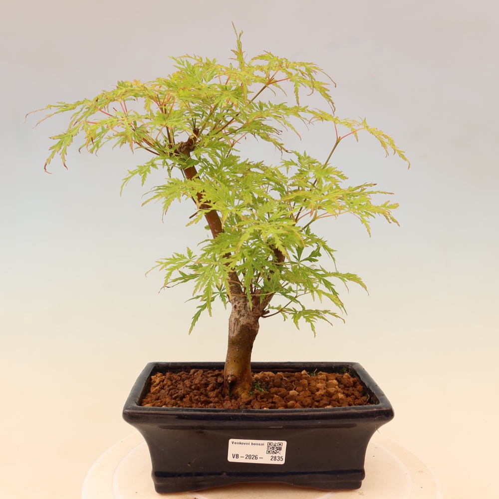 Kültéri bonsai - Acer palmatum Dissectum