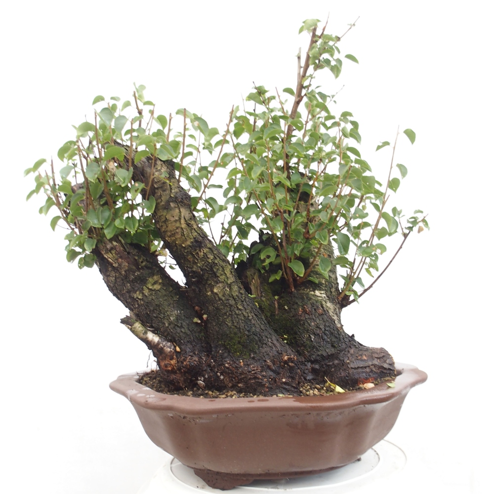 Kültéri bonsai - Mahalebka - Prunus mahaleb - Prunus mahaleb