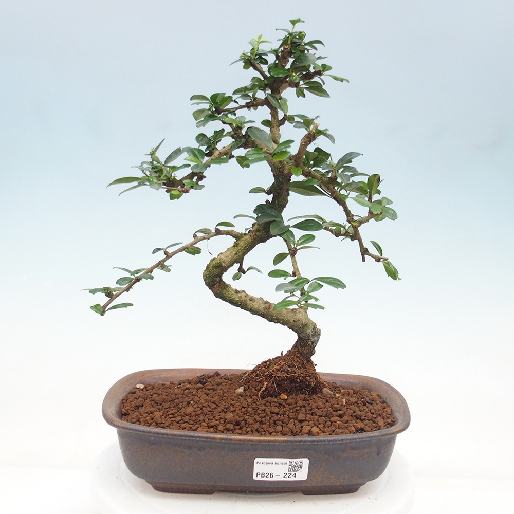 Szobai bonsai - Carmona macrophylla - Tea fuki
