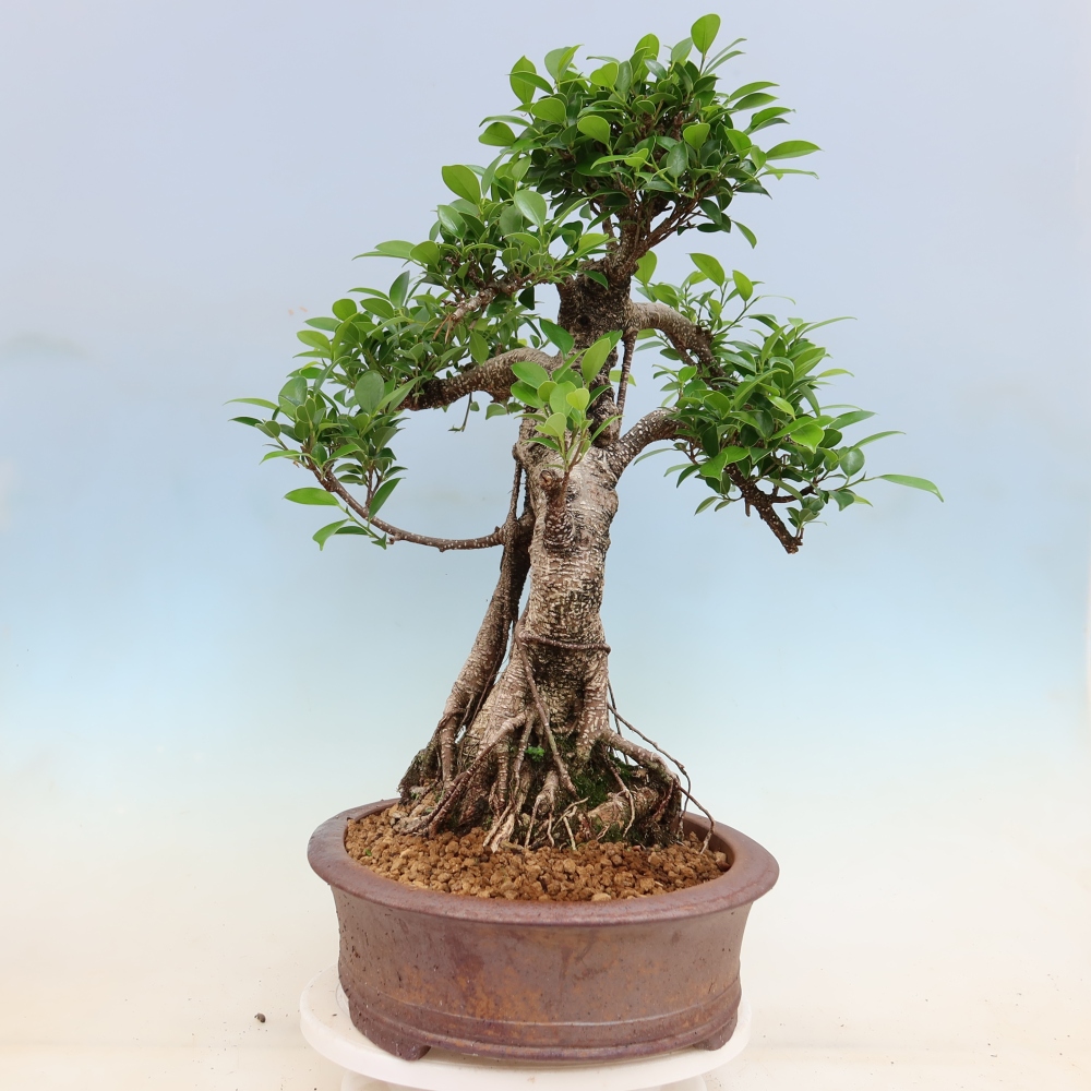 Szobai bonsai - Ficus kimmen - kislevelű fikusz