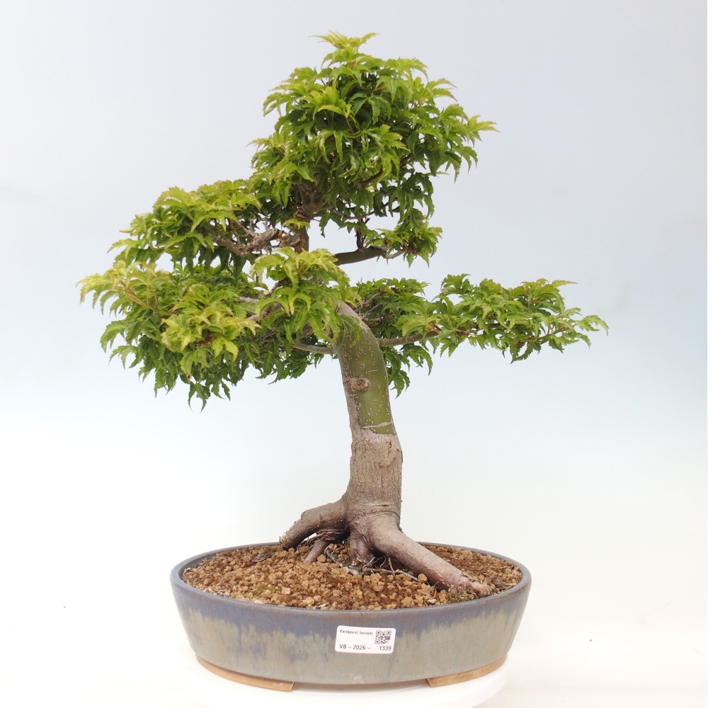 Kültéri bonsai -Javor pálma Acer palmatum Shishigashira
