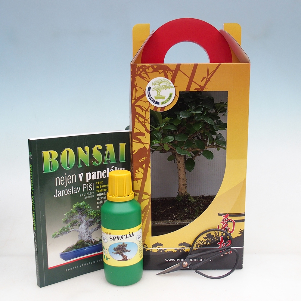 Szobai bonsai ajándékdobozban Carmona microphylla - Tea fuki