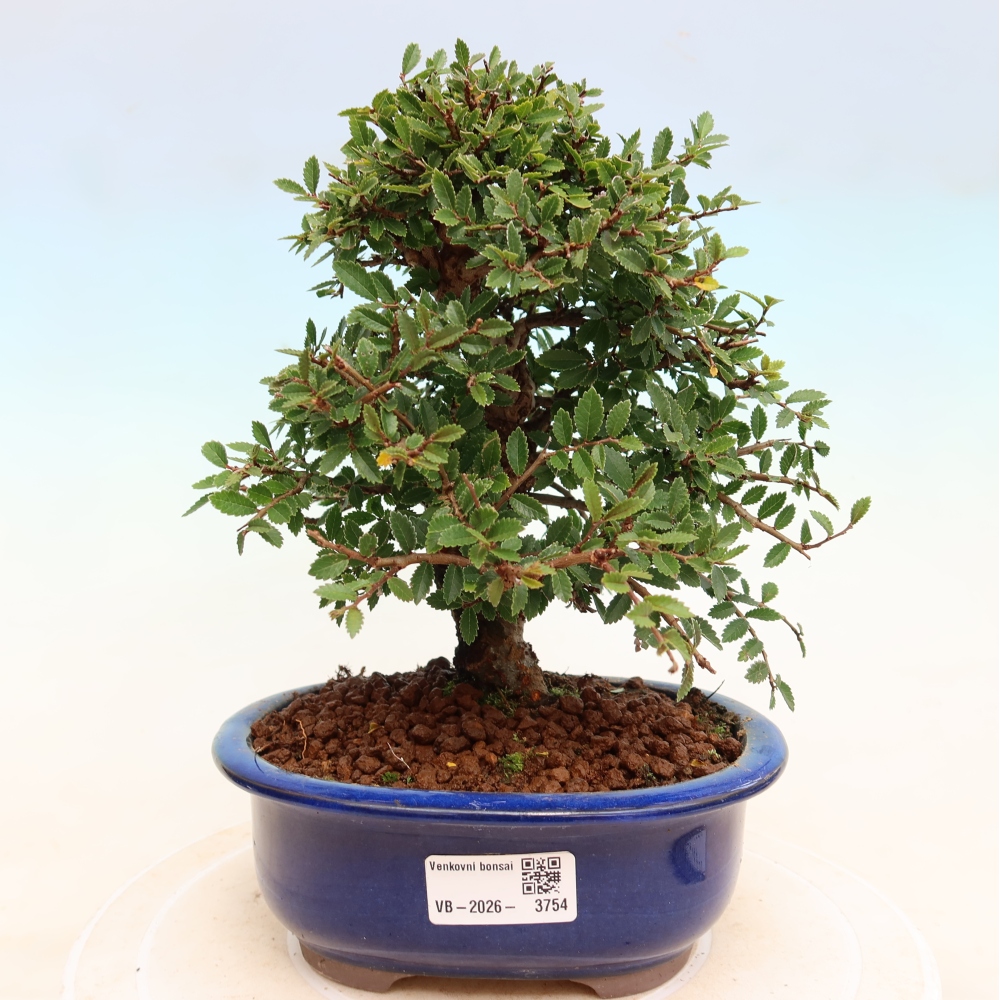 Kültéri bonsai - Zelkova - Zelkova NIRE