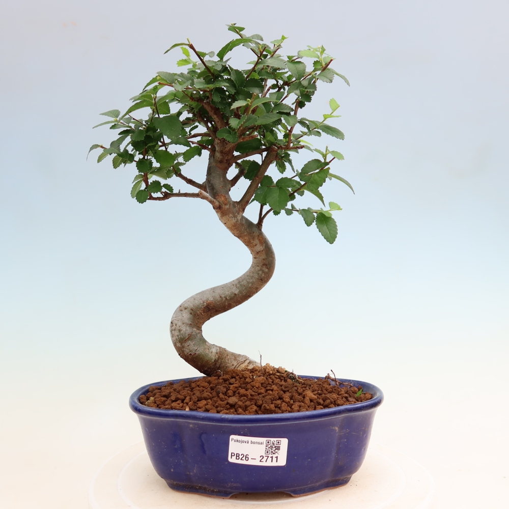 Szobai bonsai - Ulmus parvifolia - Kislevelű szilfa