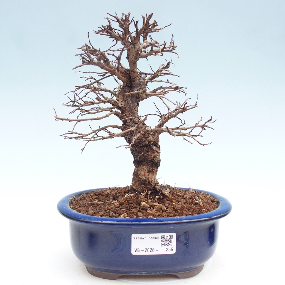 Kültéri bonsai - Zelkova - Zelkova NIRE