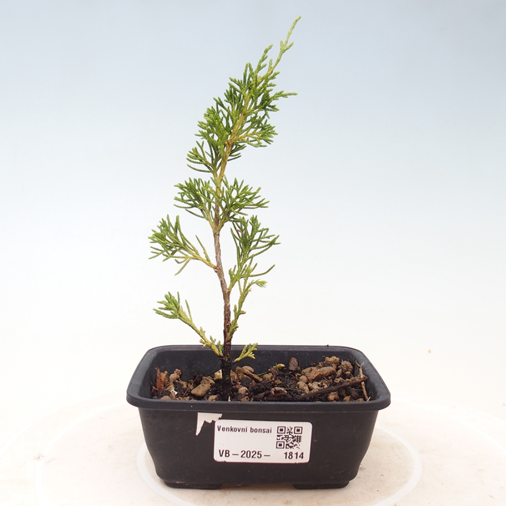 Kültéri bonsai - Juniperus chinensis Itoigawa