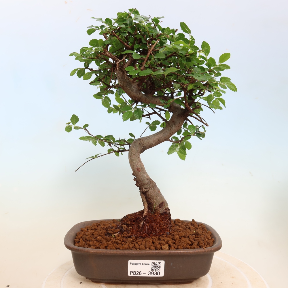 Szobai bonsai - Ulmus parvifolia - Kislevelű szilfa