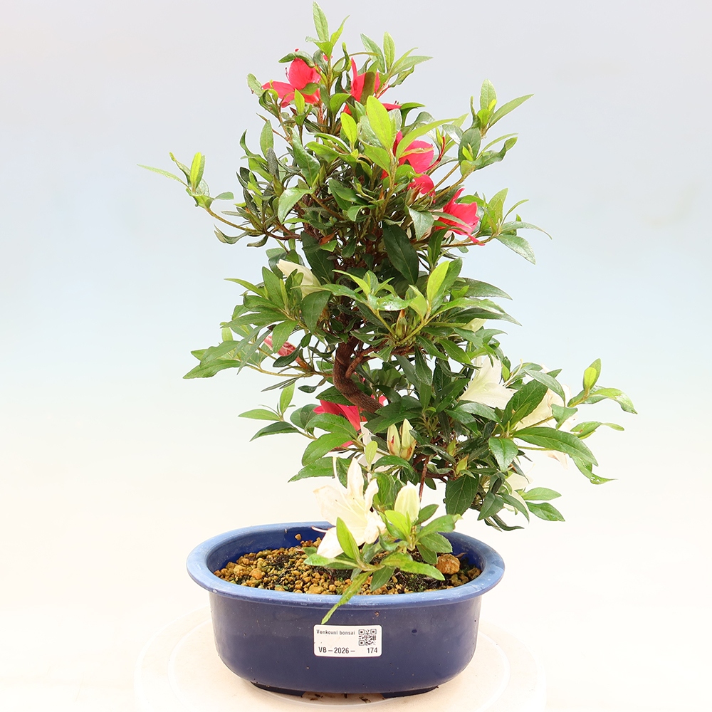 Kültéri bonsai - japán azálea - Azálea CHIHIRO