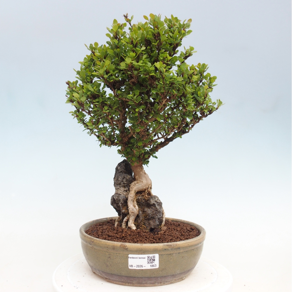 Kültéri bonsai - Berberis coreana