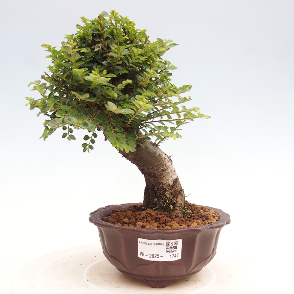 Kültéri bonsai - Ulmus parvifolia Hokkaido - Kínai szil - Ulmus parvifolia Hokkaido
