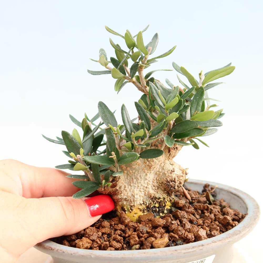 Beltéri bonsai - Olea europaea sylvestris