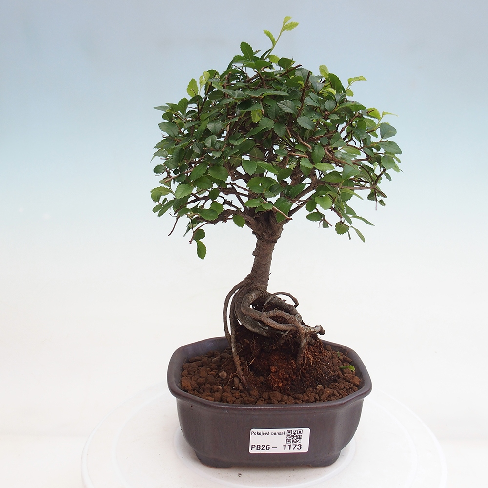Szobai bonsai - Ulmus parvifolia - Kislevelű szilfa