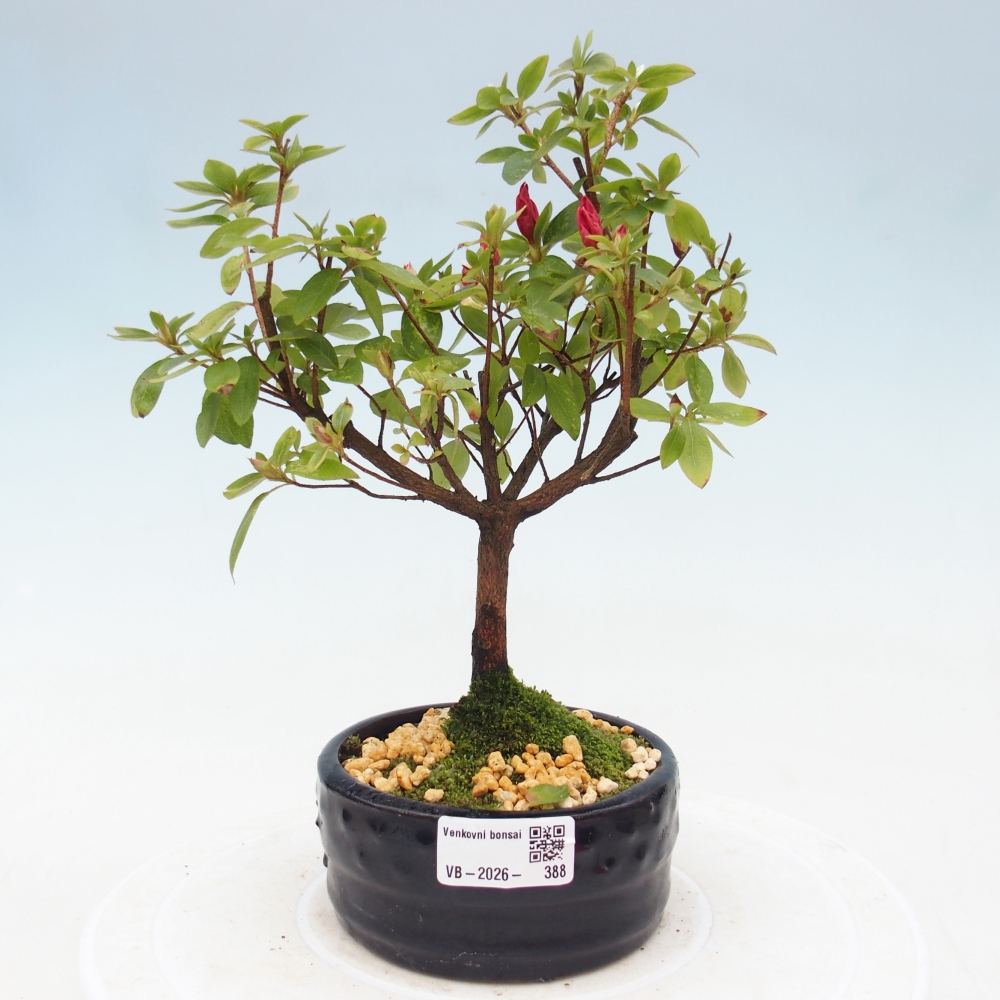 Kültéri bonsai - japán azálea - Azalea sp.