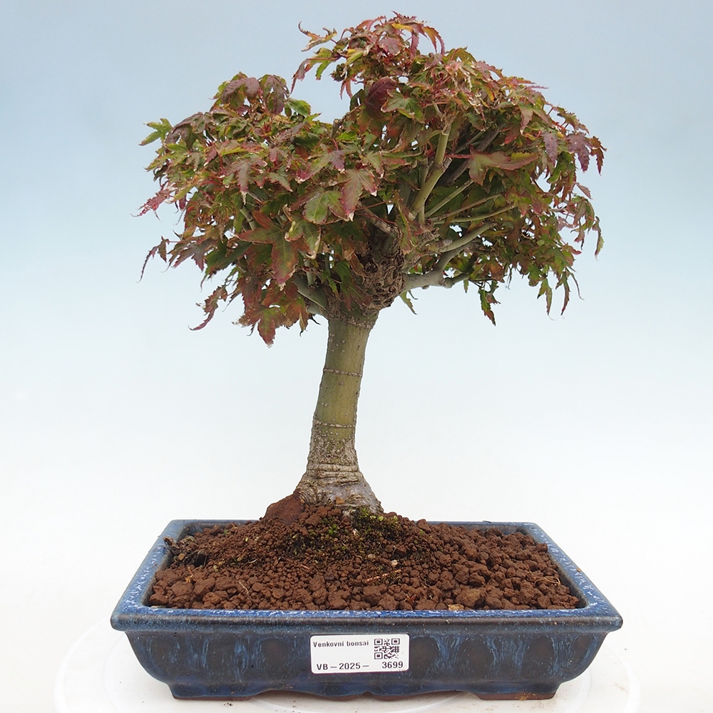 Acer palmatum KIOHIME - Pálma juhar