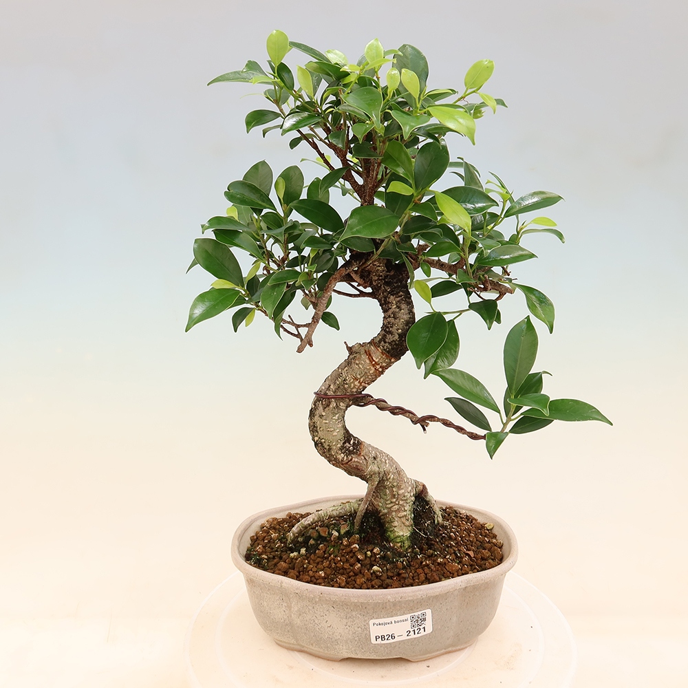 Szobai bonsai - Ficus retusa - kislevelű fikusz
