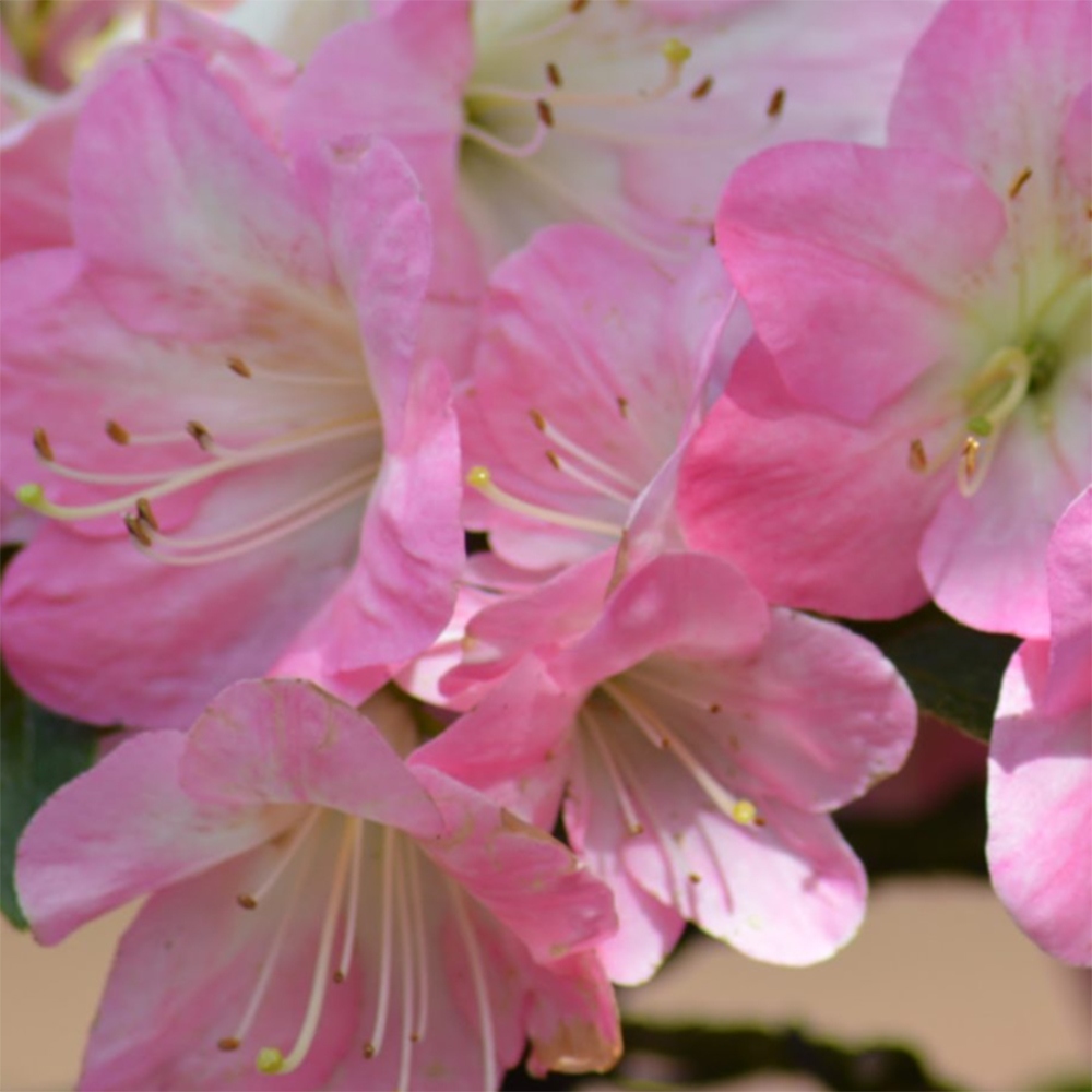 Kültéri bonsai - Japán azálea - Azalea Kinsho