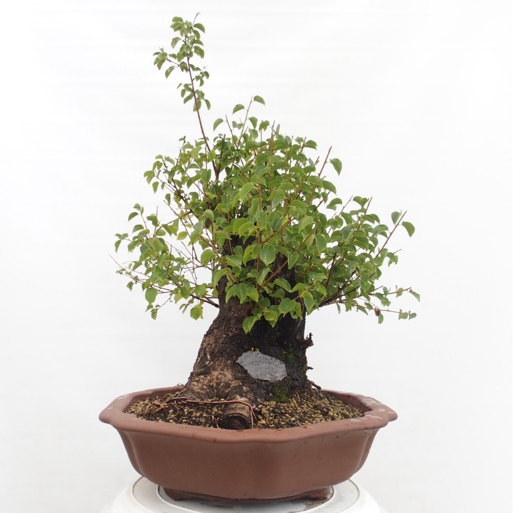 Kültéri bonsai - Mahalebka - Prunus mahaleb - Prunus mahaleb