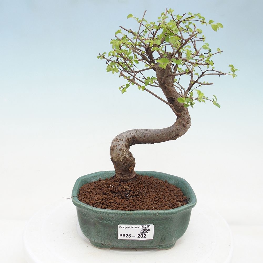 Szobai bonsai - Ulmus parvifolia - Kislevelű szilfa