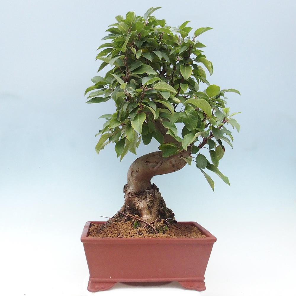 Kültéri bonsai -Malus halliana - Kis gyümölcsű almafa