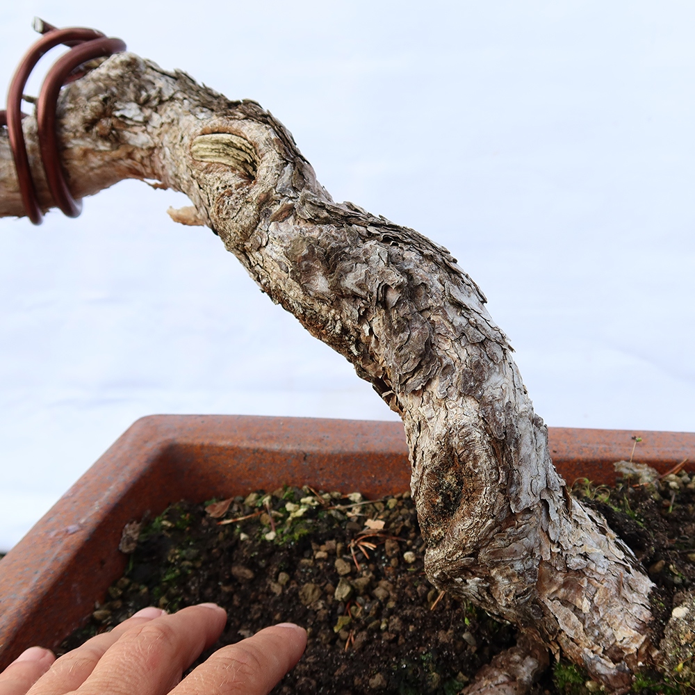Pinus sylvestris Spanyolország – erdei fenyő