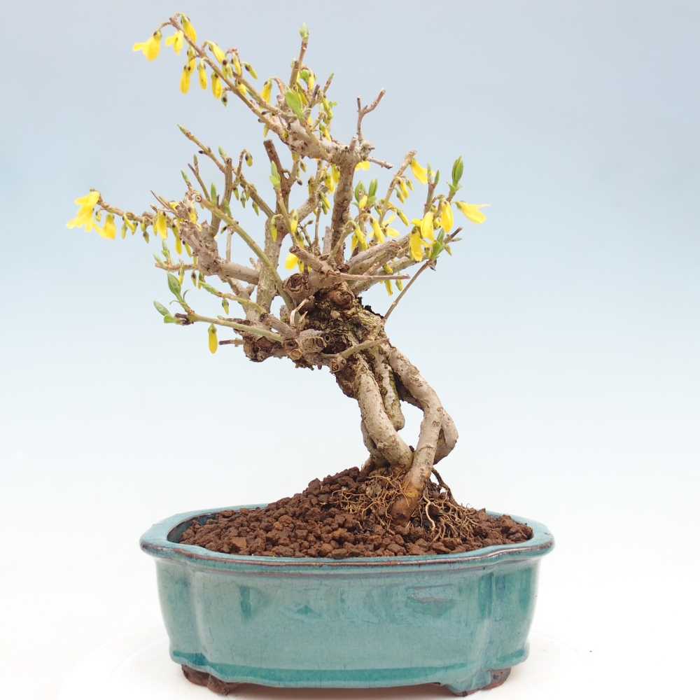 Kültéri bonsai - Zlatice - Forsythia koreana