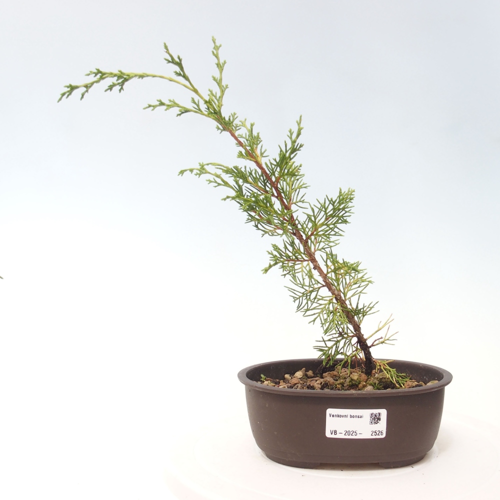 Kültéri bonsai - Juniperus chinensis Itoigawa