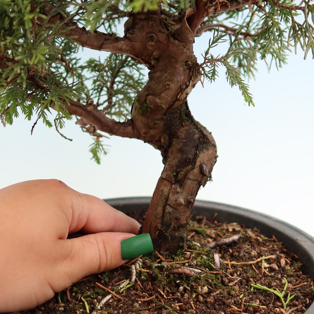 Kültéri bonsai - Juniperus chinensis Itoigawa-Juniperus chinensis