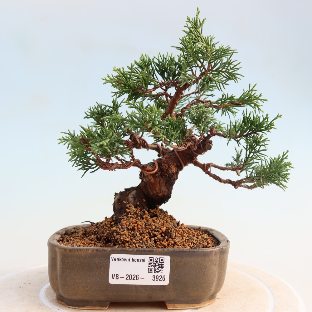 Kültéri bonsai - Juniperus chinensis Itoigawa