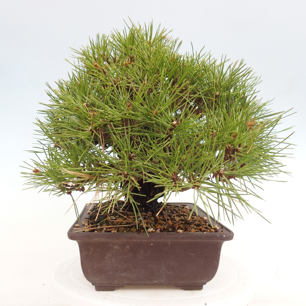 Kültéri bonsai - Pinus thunbergii - Thunberg fenyő