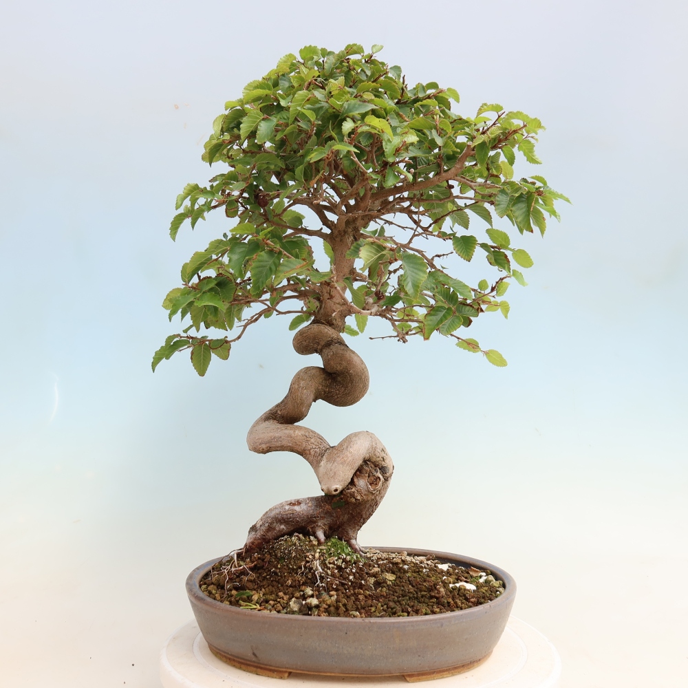 Kültéri bonsai -Carpinus CARPINOIDES - Koreai gyertyánfa