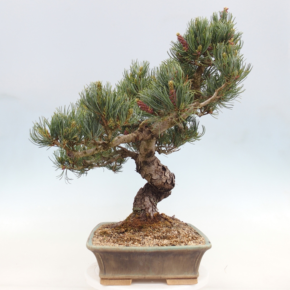 Kültéri bonsai - Pinus parviflora - Pinus parviflora