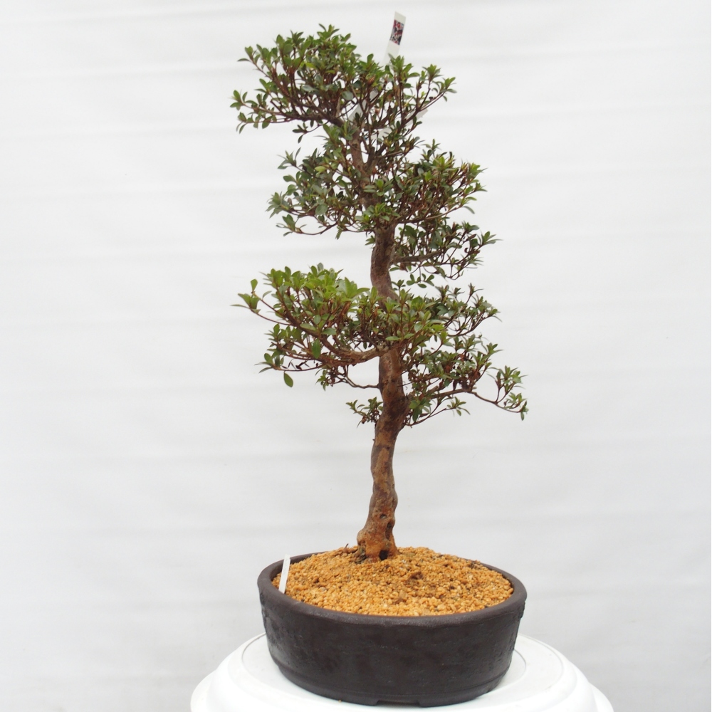 Kültéri bonsai - Japán azálea - Azalea Hanatsuzuri