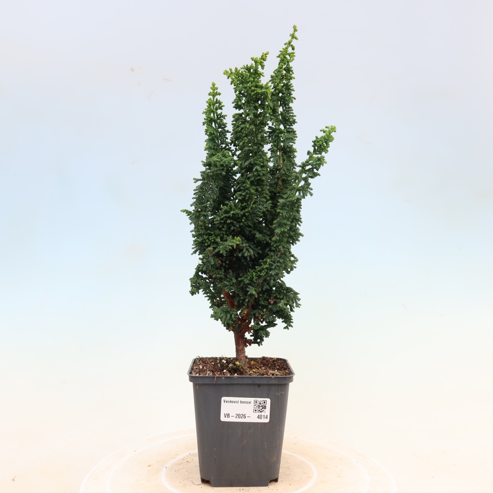 Kültéri bonsai - Cham. obtusa SEKKA HINOKI - Cifra ciprus