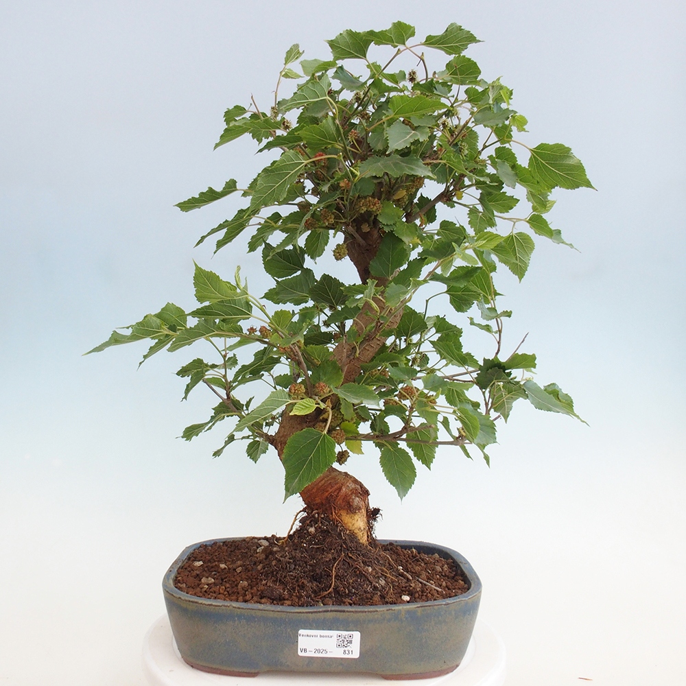 Kültéri bonsai -Morus alba - eperfa