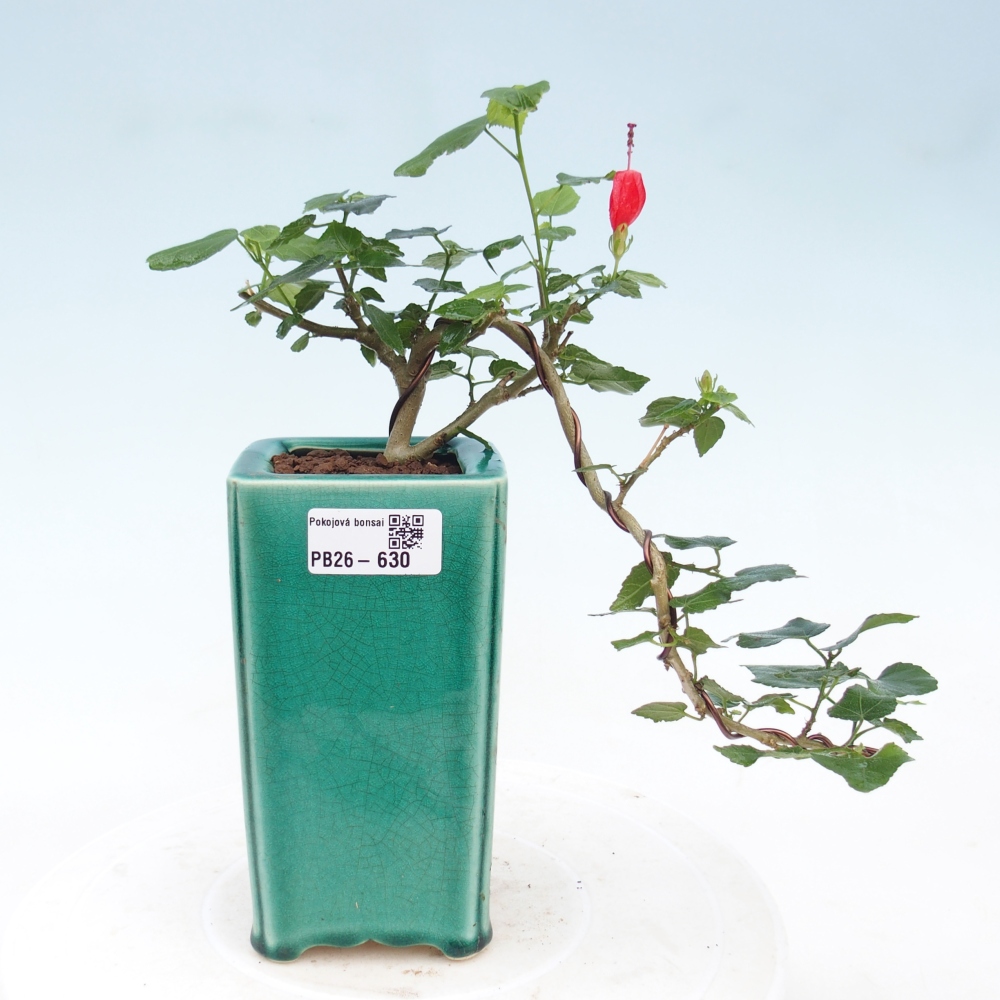 Beltéri bonsai - Malvaviscus arboreus