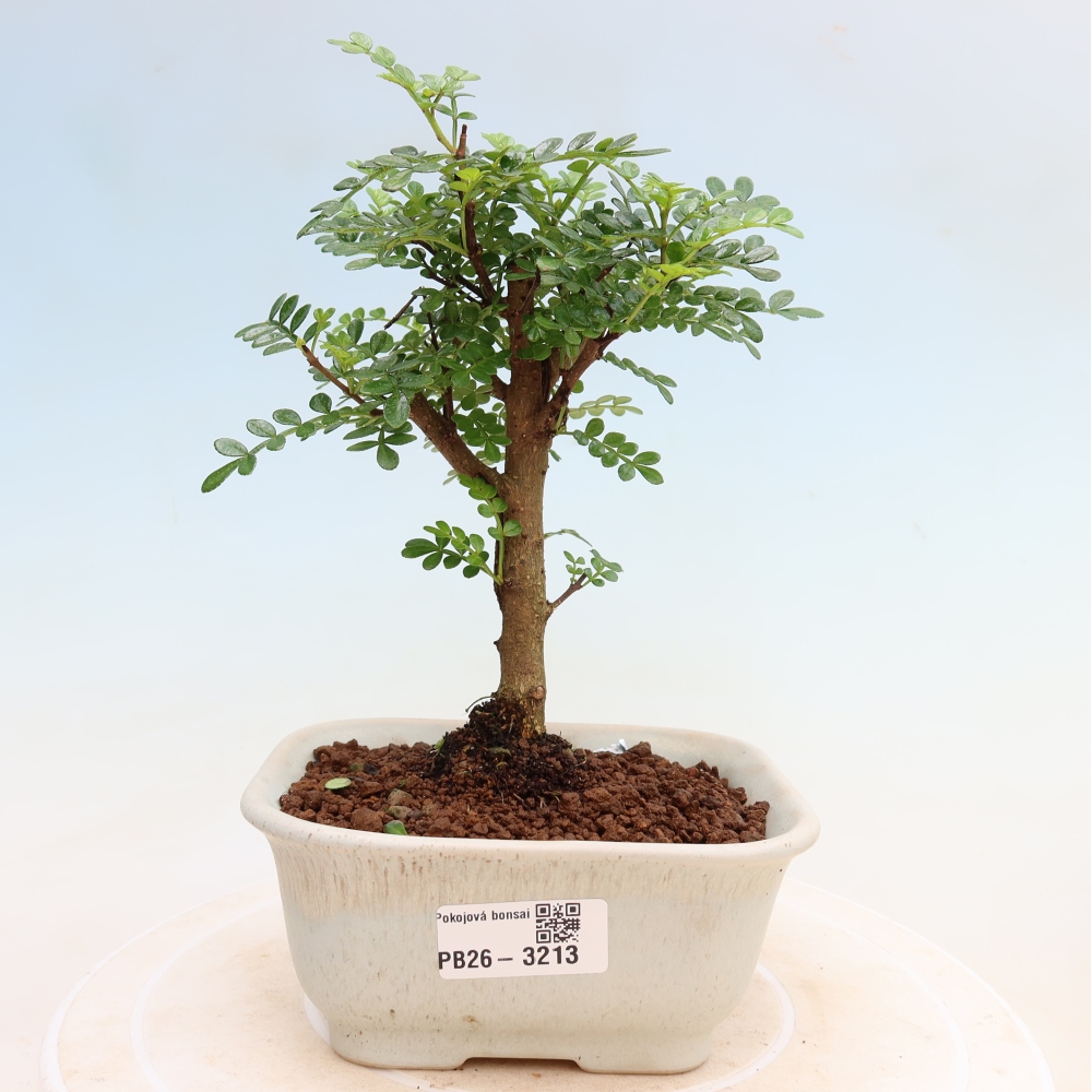 Szobai bonsai - Zantoxylum piperitum - borsfa