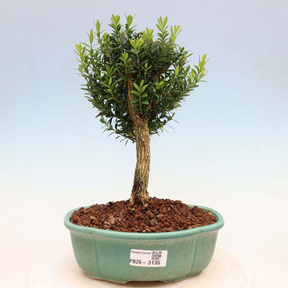Szobai bonsai - Buxus harlandii - parafa buxus
