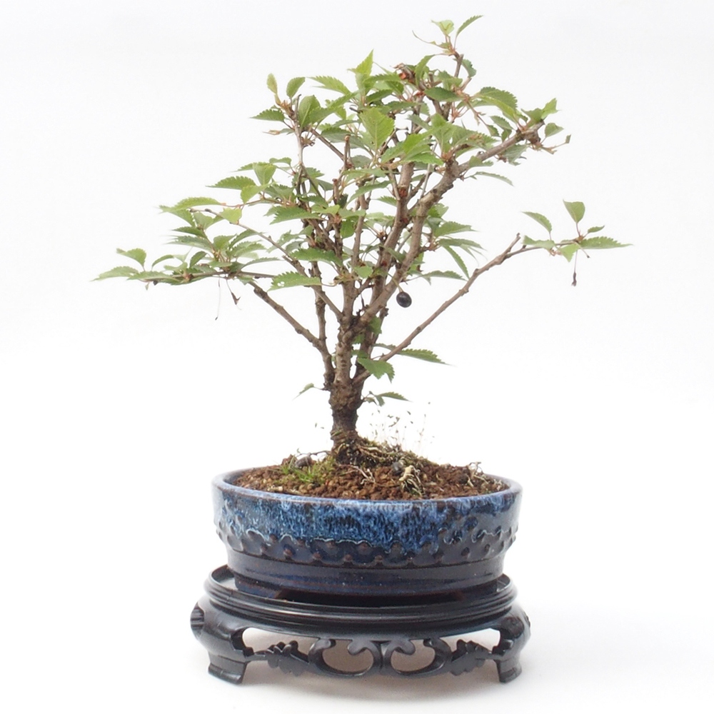 Műanyag bonsai asztal kerek 17,5 x 17,5 x 4 cm, fekete színben