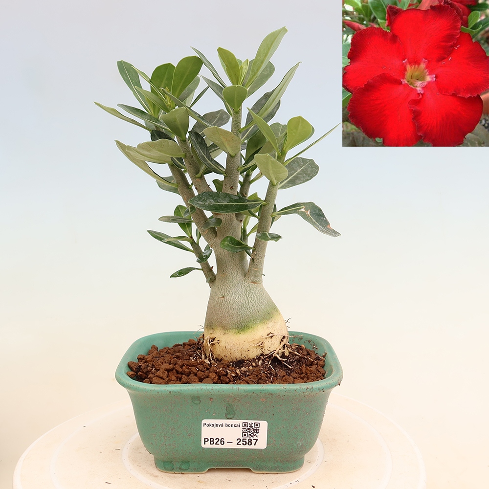 Szobabonsai – Adenium obesum Red Star – Sivatagi rózsa