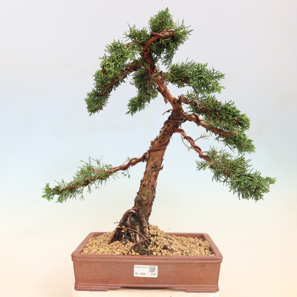 Kültéri bonsai - Juniperus chinensis Kishu