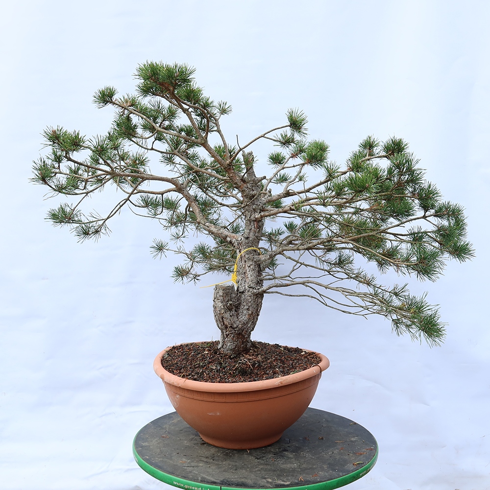 Pinus sylvestris Spanyolország – erdei fenyő