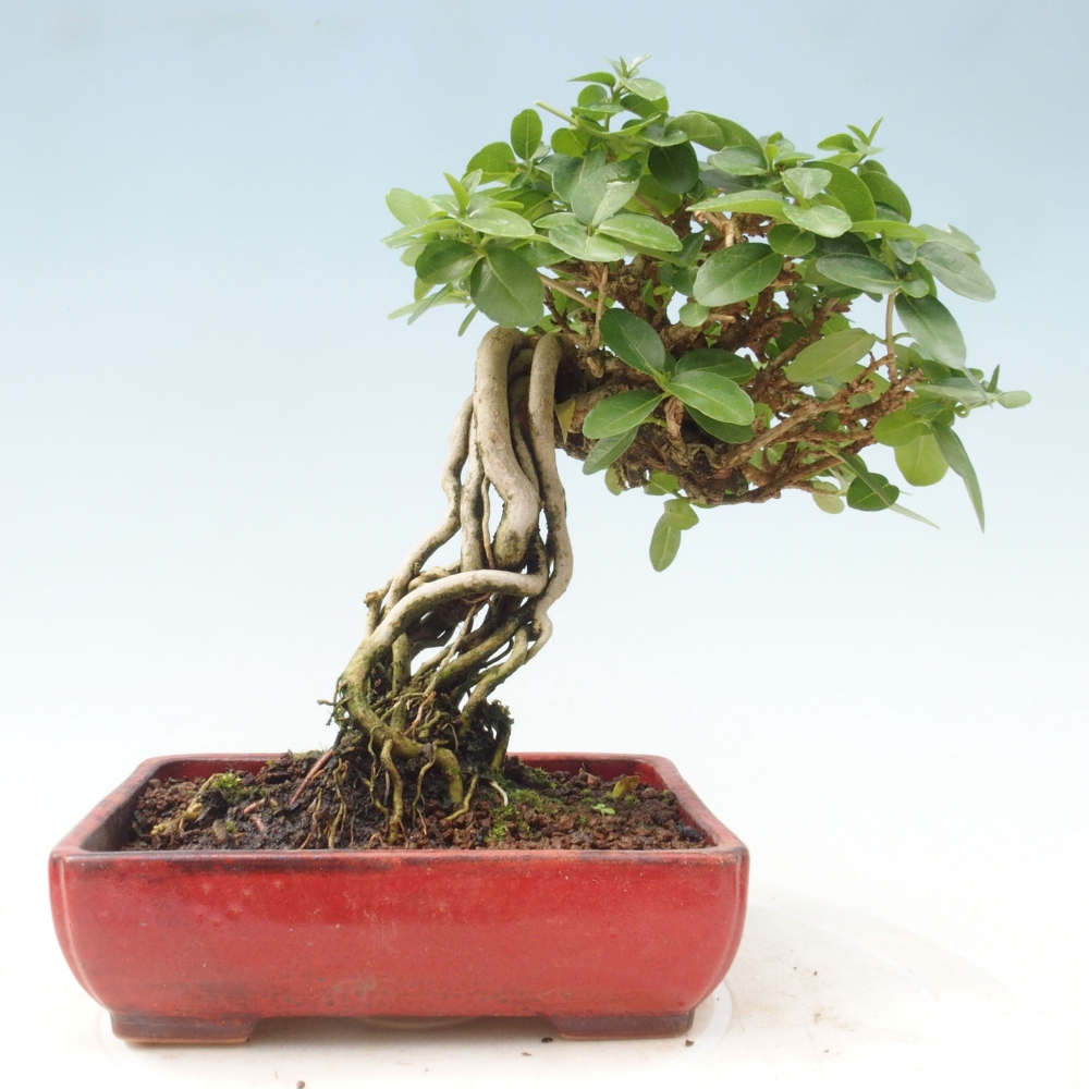 Beltéri bonsai - Premna serratifolia - Kozlovna malolista