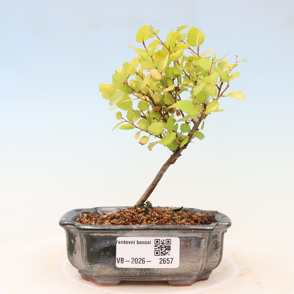 Kültéri bonsai – törpe nyír – Betula NANA Golden Treasure