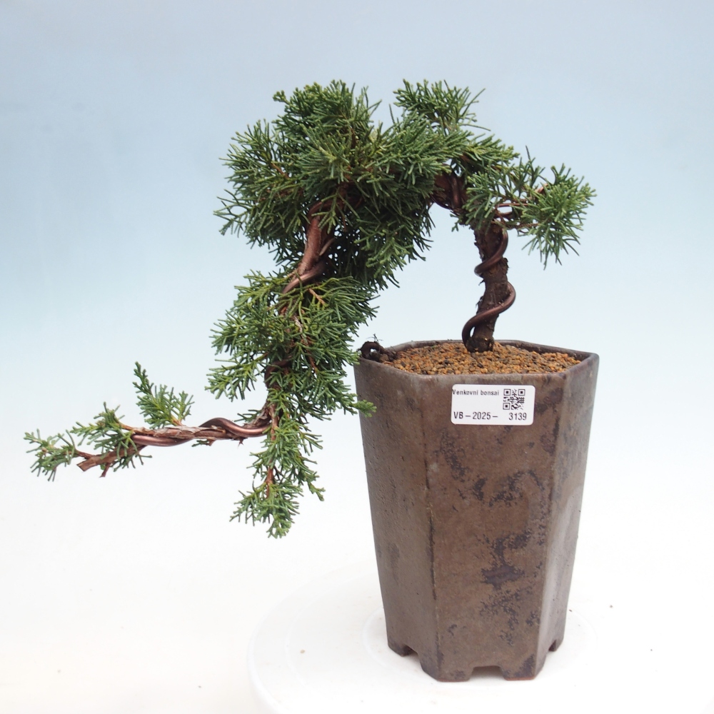 Kültéri bonsai - Juniperus chinensis Kishu