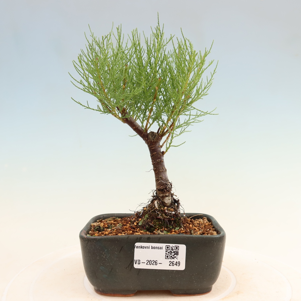 Kültéri bonsai - Tamariszkusz - Tamarix